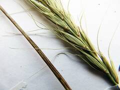 Elymus woroschilowii