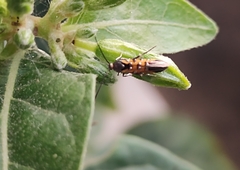 Neoheliodines arizonense