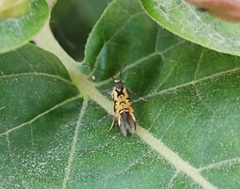 Neoheliodines arizonense