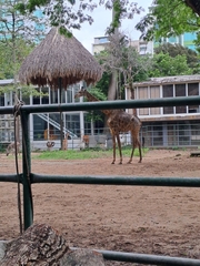 Giraffa camelopardalis