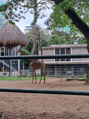 Giraffa camelopardalis
