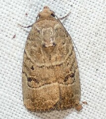 Elaphria fuscimacula