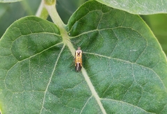 Neoheliodines arizonense