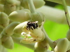 Frieseomelitta nigra