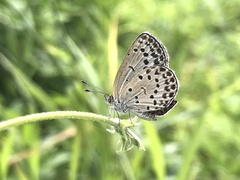 Pseudozizeeria maha