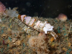 Heptacarpus taylori