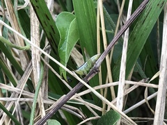 Conocephalus exemptus