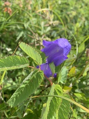 Campanula alaskana