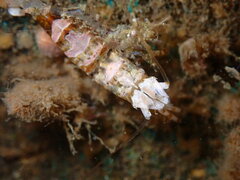 Heptacarpus taylori