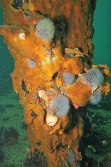 Schizophrys rufescens