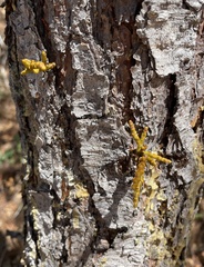 Arceuthobium littorum