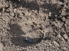 Cervus canadensis canadensis