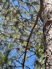 Arceuthobium littorum