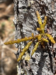 Arceuthobium littorum