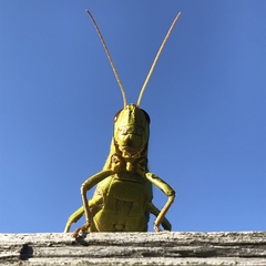 Schistocerca alutacea