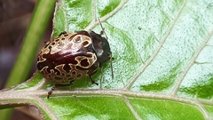 Calligrapha multipustulata