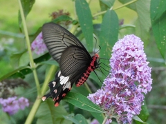 Byasa polyeuctes