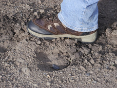 Cervus canadensis canadensis