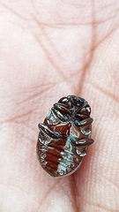 Calligrapha multipustulata