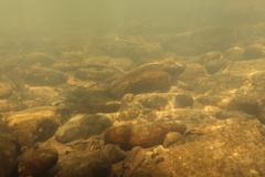 Rhinichthys evermanni