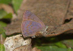 Arhopala paralea