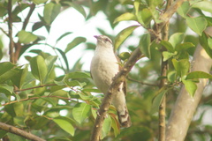 Campylorhynchus griseus