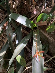 Quesnelia liboniana
