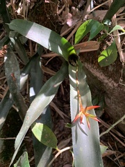 Quesnelia liboniana