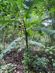 Heliconia platystachys