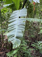 Heliconia platystachys