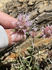 Monardella australis