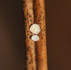 Panellus minimus