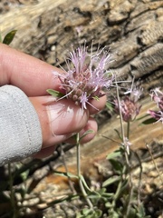 Monardella australis