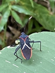 Leptoscelis tricolor