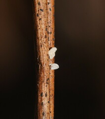 Panellus minimus