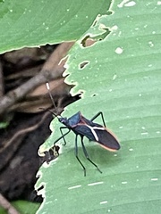 Leptoscelis tricolor