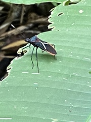 Leptoscelis tricolor