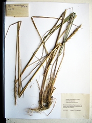Elymus woroschilowii