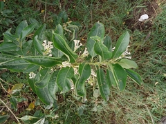 Cestrum diurnum