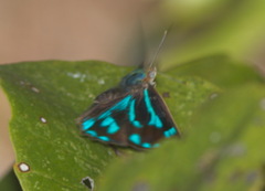 Simiskina phalia