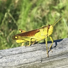 Schistocerca alutacea