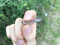 Aiolopus thalassinus tamulus