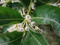 Cestrum diurnum