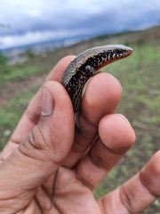Eutropis macularia