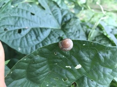 Euhadra subnimbosa