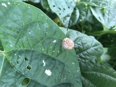 Euhadra subnimbosa
