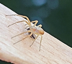 Philodromus rufus pacificus