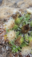 Cirsium quercetorum