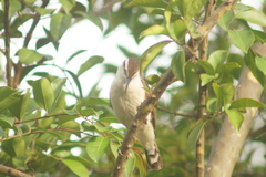 Campylorhynchus griseus