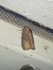 Pseudorthodes